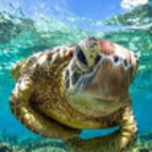 Meet your Posher, Montana